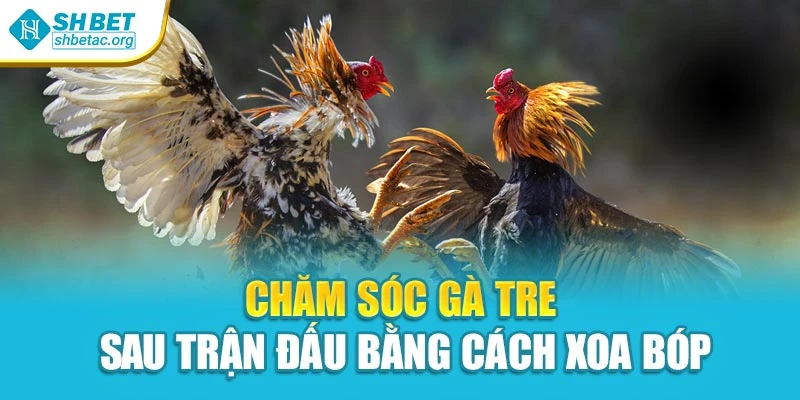Chăm sóc gà tre sau trận đấu bằng cách xoa bóp