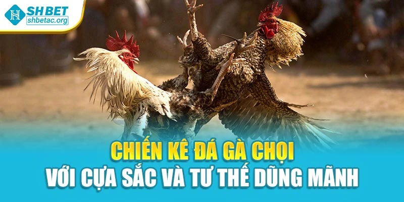 Chiến kê đá gà chọi với cựa sắc và tư thế dũng mãnh