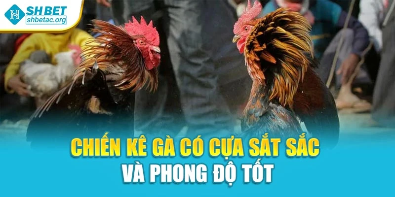 Chiến kê gà có cựa sắt sắc và phong độ tốt