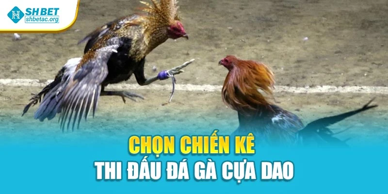 Chọn chiến kê thi đấu đá gà cựa dao