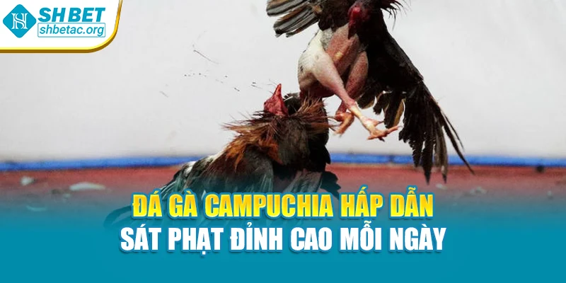 Đá gà Campuchia hấp dẫn sát phạt đỉnh cao mỗi ngày