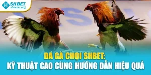 Đá Gà Chọi Shbet: Kỹ Thuật Cao Cùng Hướng Dẫn Hiệu Quả