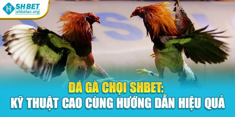 Đá Gà Chọi Shbet: Kỹ Thuật Cao Cùng Hướng Dẫn Hiệu Quả