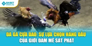 Đá Gà Cựa Dao: Sự Lựa Chọn Hàng Đầu Của Giới Đam Mê Sát Phạt