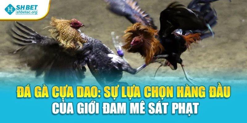 Đá Gà Cựa Dao: Sự Lựa Chọn Hàng Đầu Của Giới Đam Mê Sát Phạt