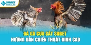 Đá Gà Cựa Sắt Shbet - Hướng Dẫn Chiến Thuật Đỉnh Cao