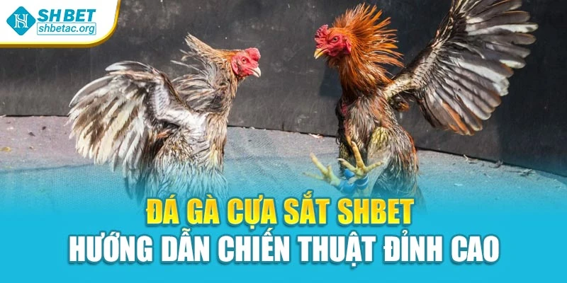 Đá Gà Cựa Sắt Shbet - Hướng Dẫn Chiến Thuật Đỉnh Cao