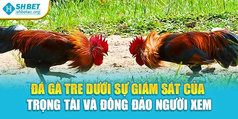 Đá gà tre dưới sự giám sát của trọng tài và đông đảo người xem