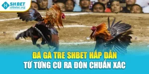 Đá Gà Tre Shbet Hấp Dẫn Từ Từng Cú Ra Đòn Chuẩn Xác