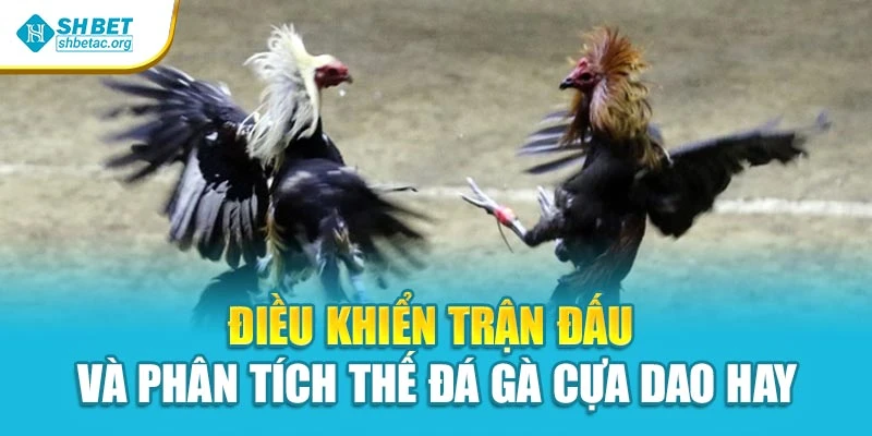 Điều khiển trận đấu và phân tích thế đá gà cựa dao hay