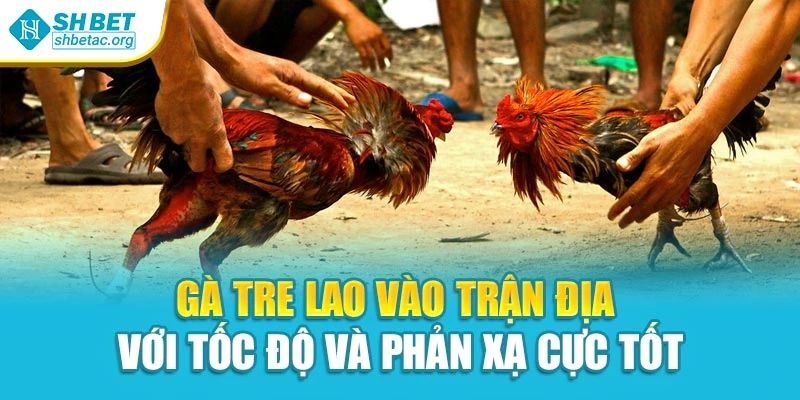 Gà tre lao vào trận địa với tốc độ và phản xạ cực tốt