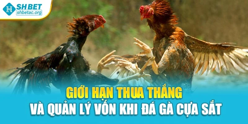 Giới hạn thua thắng và quản lý vốn khi đá gà cựa sắt