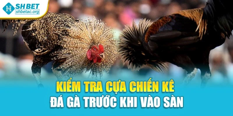 Kiểm tra cựa chiến kê đá gà trước khi vào sàn