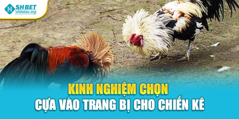 Kinh nghiệm chọn cựa vào trang bị cho chiến kê