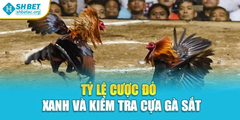 Tỷ lệ cược đỏ – xanh và kiểm tra cựa gà sắt