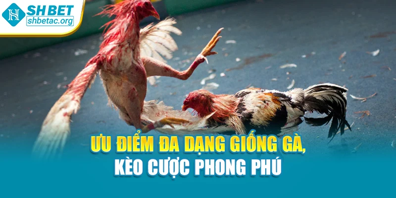 Ưu điểm đa dạng giống gà, kèo cược phong phú